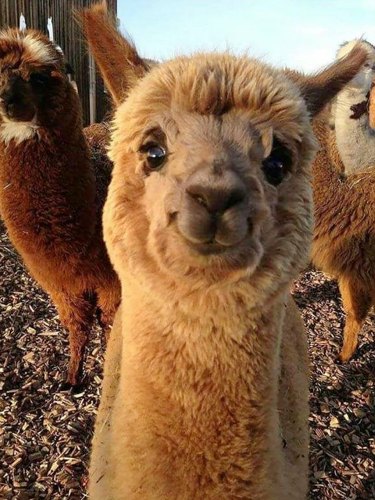 Cute alpaca smiling
