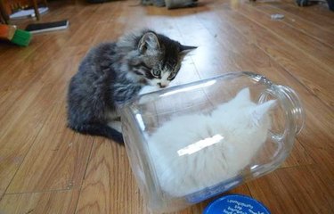 kitten hides in glass jar