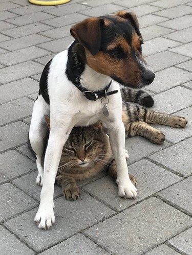 A Jack Russell Terrier is sitting on top of a barn cat.