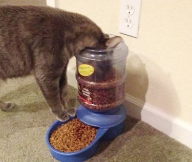 cat eats from top of feeder