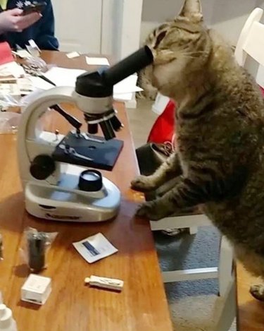 cat looks through microscope