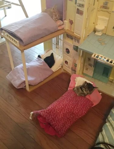 cats sleeping in doll house beds