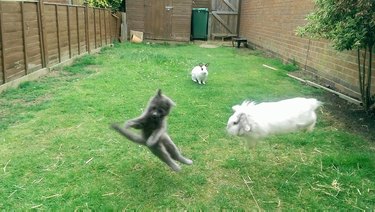 cat and bunny play in backyard