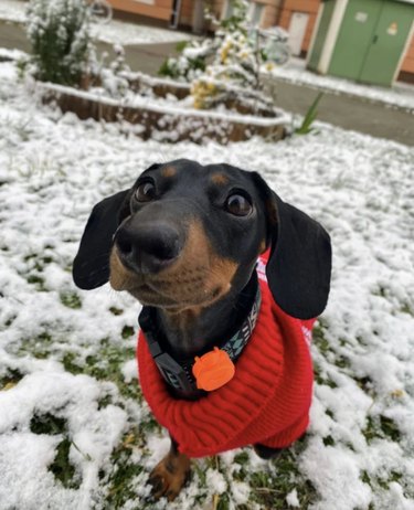 Happy black and brown daschund  in a red sweater enjoying the snowy grass.