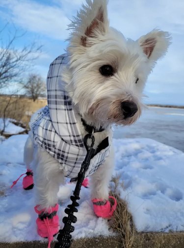 White scottie going for a walk in the snow and wearing in a gray plaid winter coat and bright pink booties.