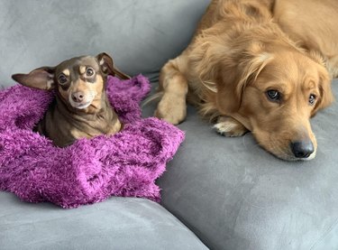 Golden retriever and chihuahua in a fuzzy purple blanket sitting together on a gray couch.