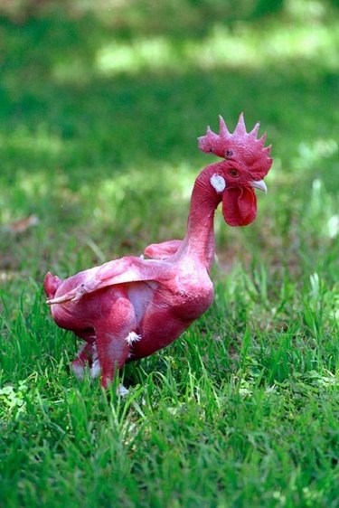 hairless chicken without feathers