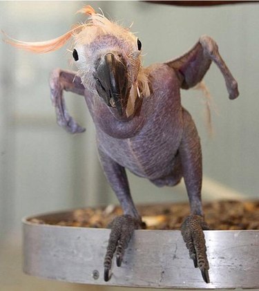 hairless parrot without feathers