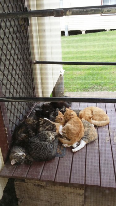 cats sleeping in a pile