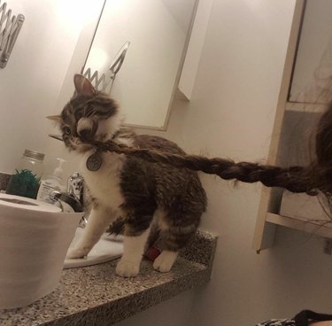 A kitten is pulling and chewing on someone's extended braided hair.