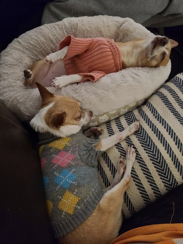 Two small dogs sleeping, one is wearing a pink sweater and the other is argyle.