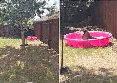 Dog sitting in swimming pool
