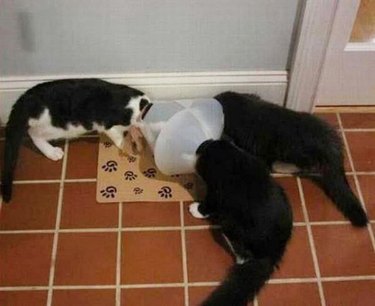 cat uses cone of shame to block other cats from eating