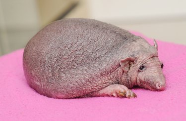 hairless hedgehog without fur