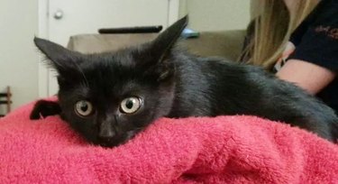 cat on red blanket looks shocked