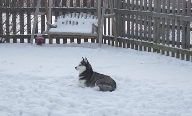Husky sitting proudly in a snow covered backyard with a swinging bench.wood picket fence and