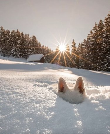 White dog burrowed in the snow with only their ears sticking out; the sun is shining by a wood cabin.