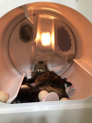 A long-haired cat is sitting on top of clean laundry in a clothes dryer.
