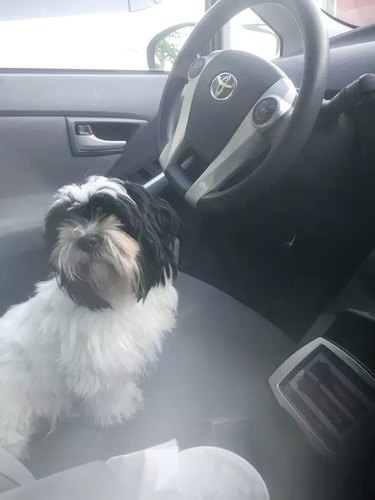puppy learning to drive car