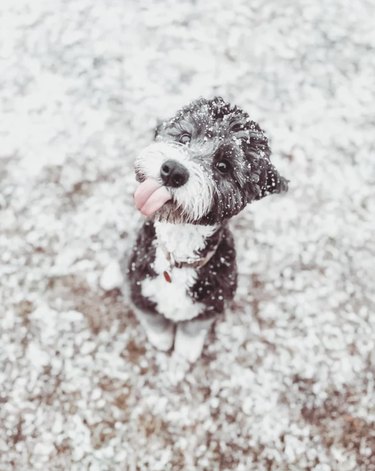 Gray and white dog sticking out their tongue to catch snowflakes that are falling.