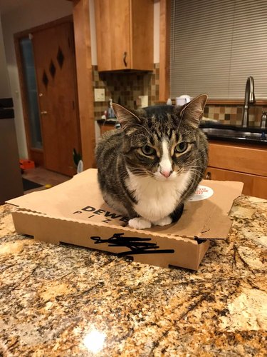A cat is laying on top of a pizza box on a kitchen counter.