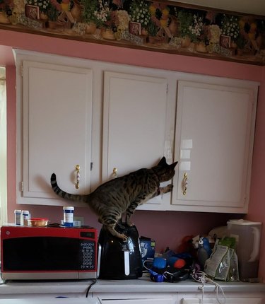 A cat is attempting to open a kitchen cabinet.