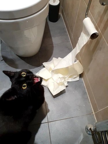 Black cat next to unrolled toilet paper