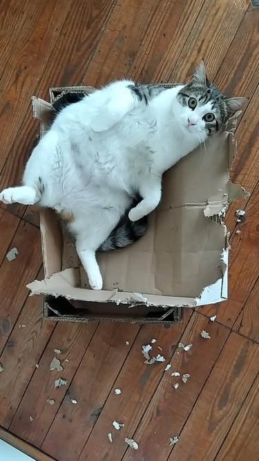 A cat is laying in a cardboard box, surrounded by bits of torn cardboard pieces.