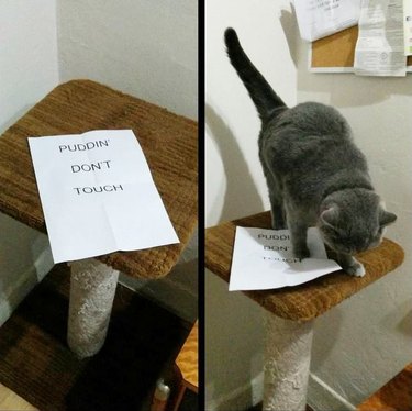 Cat jumping on sign on scratching post that says "Puddin' Don't Touch"