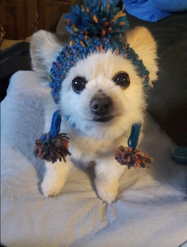 Small white dog in a blue knitted had with multicolored pom poms.