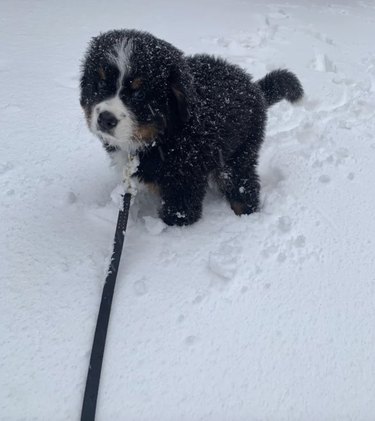 Bernese mountain dog puppy on a leash in the snow.