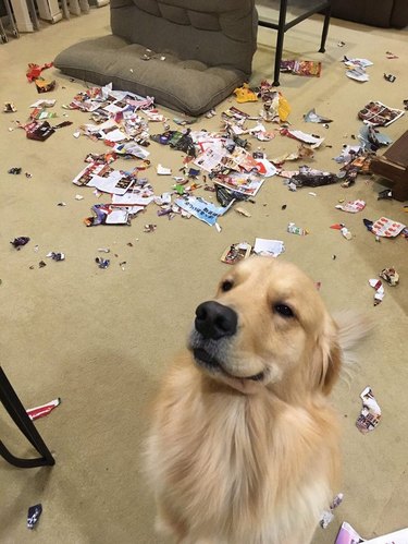 A smiling golden retriever is standing proudly by a shredded magazine on a floor.