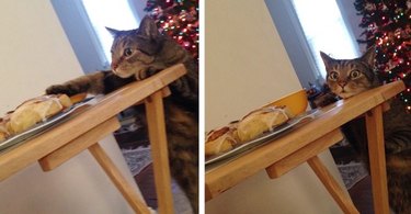 cat steals food off plate