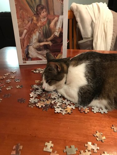 A cat is sleeping on scattered jigsaw puzzle pieces.