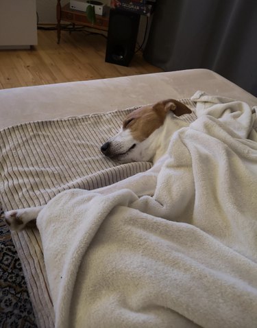 Cozy and happy dog sleeping under a fuzzy white blanket indoors.