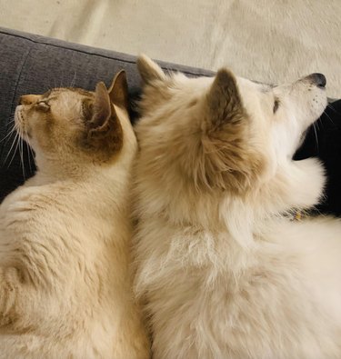White dog and white cat sleeping back to back and keeping each other warm during the winter.