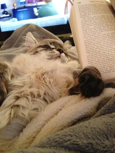Cat asleep on lap with book