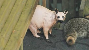 hairless raccoon without fur