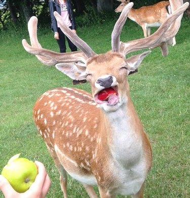 deer struggling to eat apple