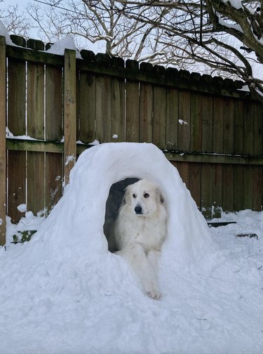 White dog in a snowfort in a backyard with a wood picket fence.