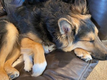 A young German Shepherd is sleeping on top of a sleeping cat.