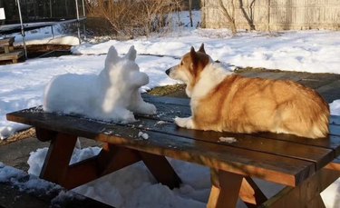 Collie lying on a wood picnic table and having a staring contest with a snow dog formed to their likeness.