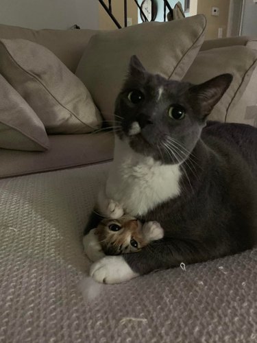 An adult cat lying on top of a kitten. The kitten's face and front paws are poking out from under the adult cat.