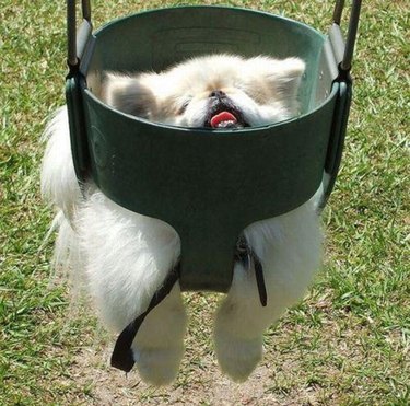 A small fluffy dog sitting in a baby swing.