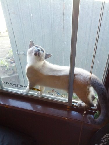 A cat stuck between the glass and the screen of an open window.