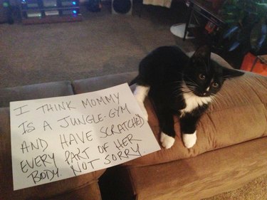 cat shamed for jumping on human