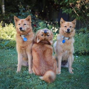 Three dogs are sitting for a photo. The middle dog is sitting backwards and craning his head around to look at the camera.