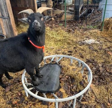 A goat standing on top of a tiny broken trampoline.