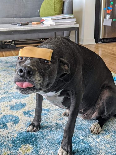 A black dog with a slice of American cheese on their head.