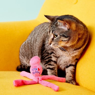 Cat with pink chew toy